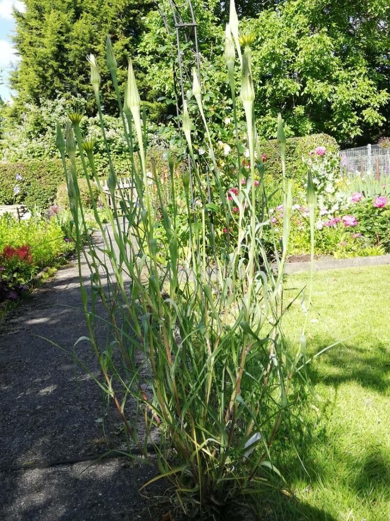 Großer Bocksbart 15
