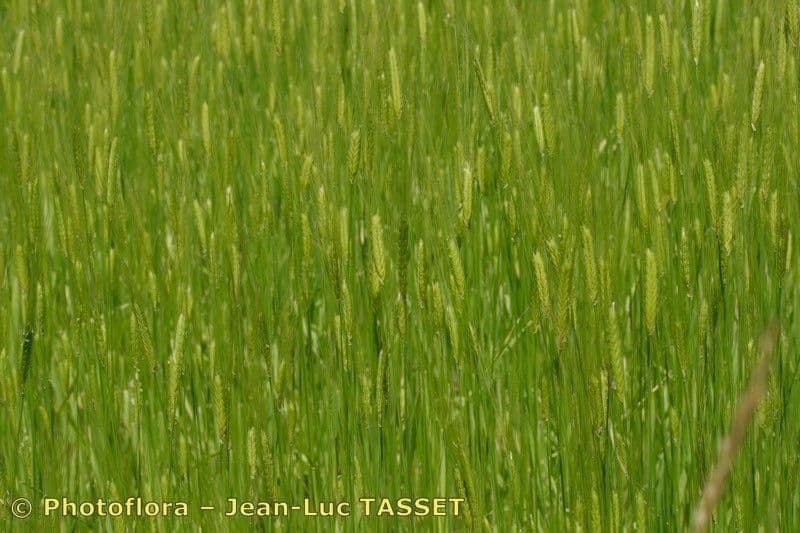 Grano monococco 12