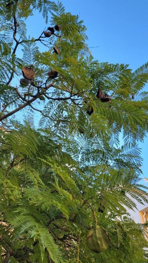 Jacaranda