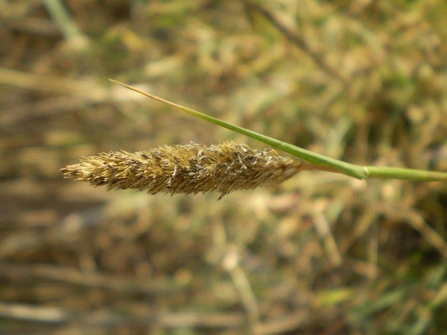 Crypsis schoenoides 3
