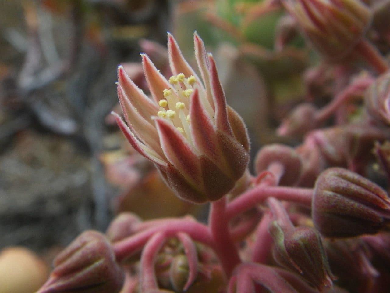 Aeonium 2