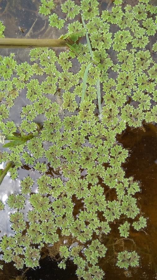 Azolla della Carolina