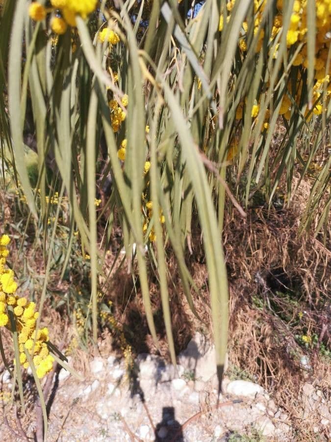 Acacia saligna 16