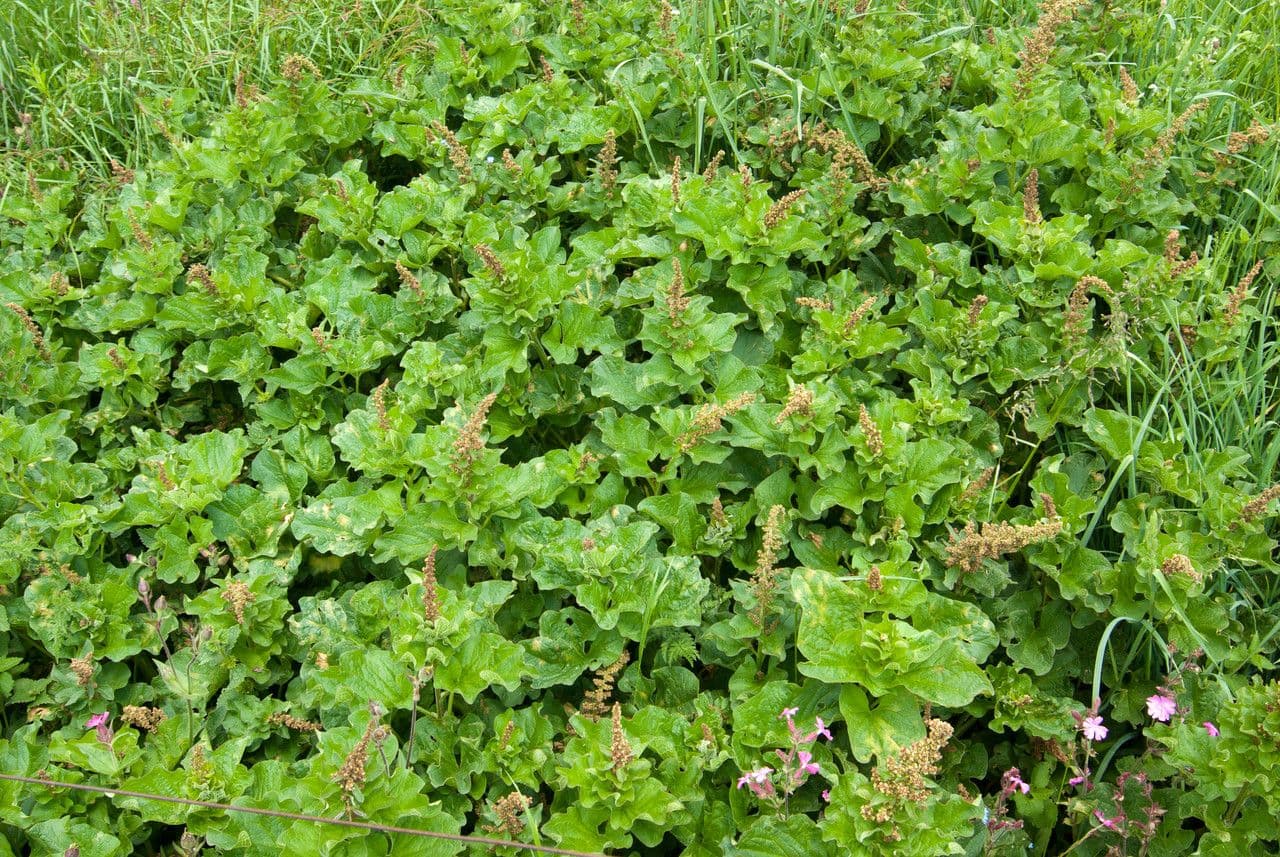 Komosa strzałkowata 14