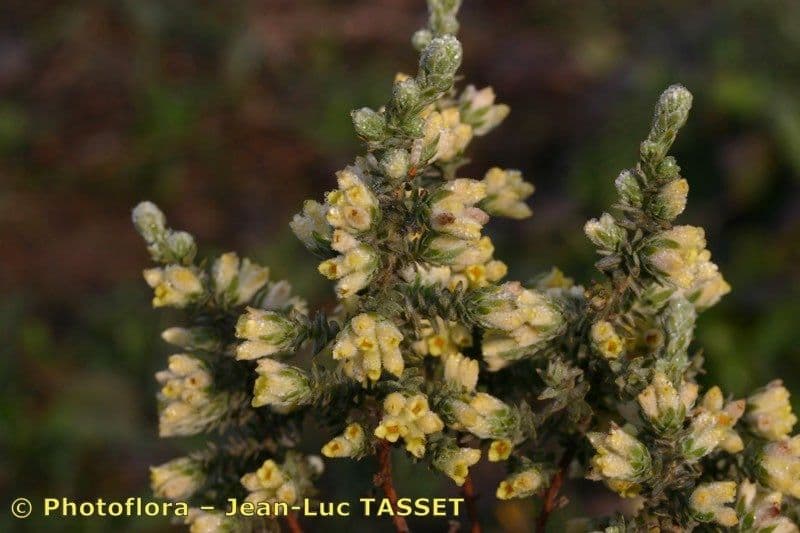 Tímelaea villosa 8