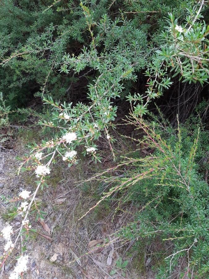 Manuka 23
