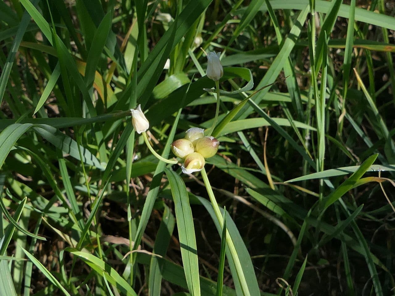 Aglio 5