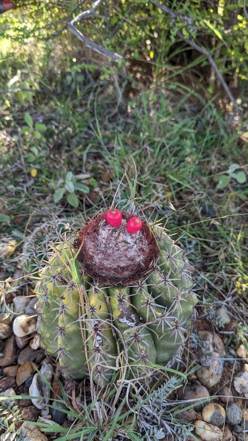 Melocactus