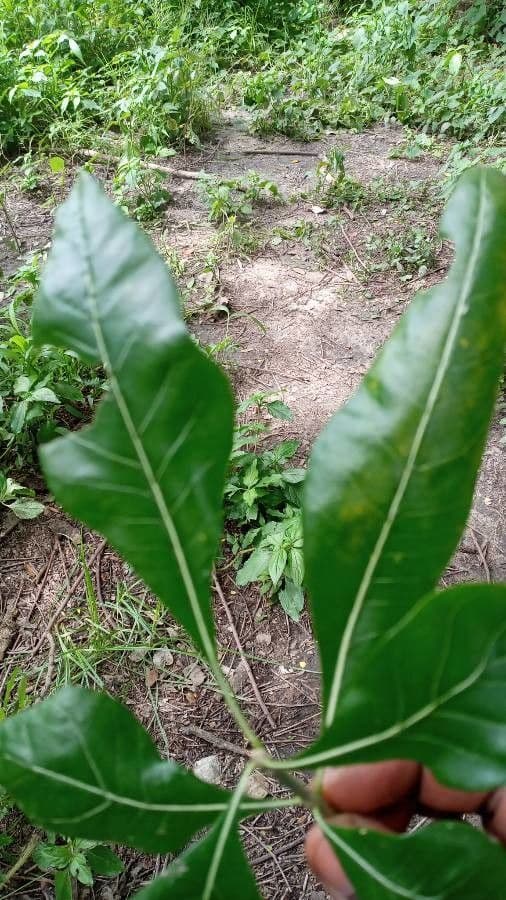 Gardenia ternata 12