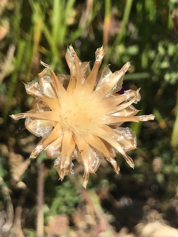 Centaurea 7