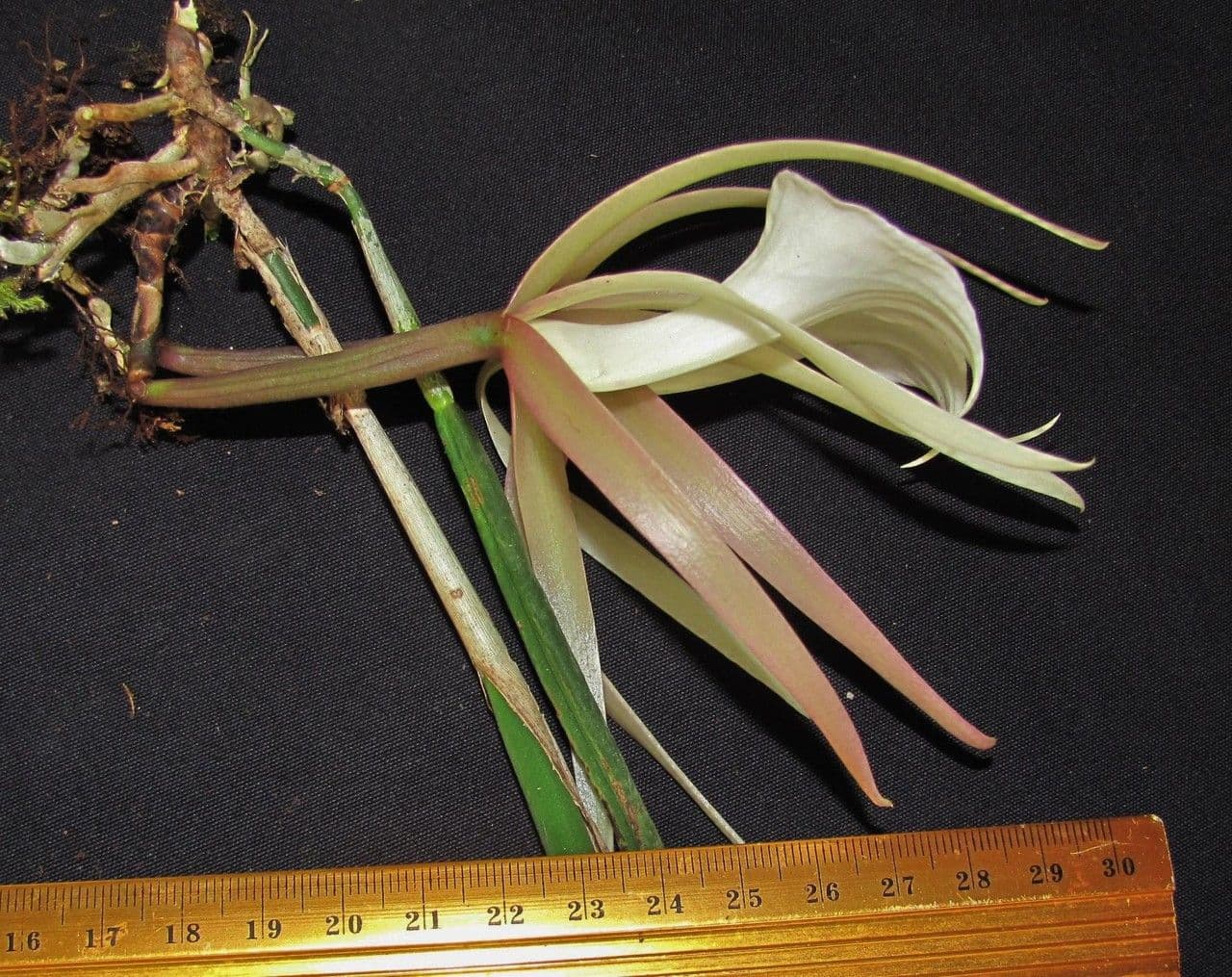 Brassavola 16