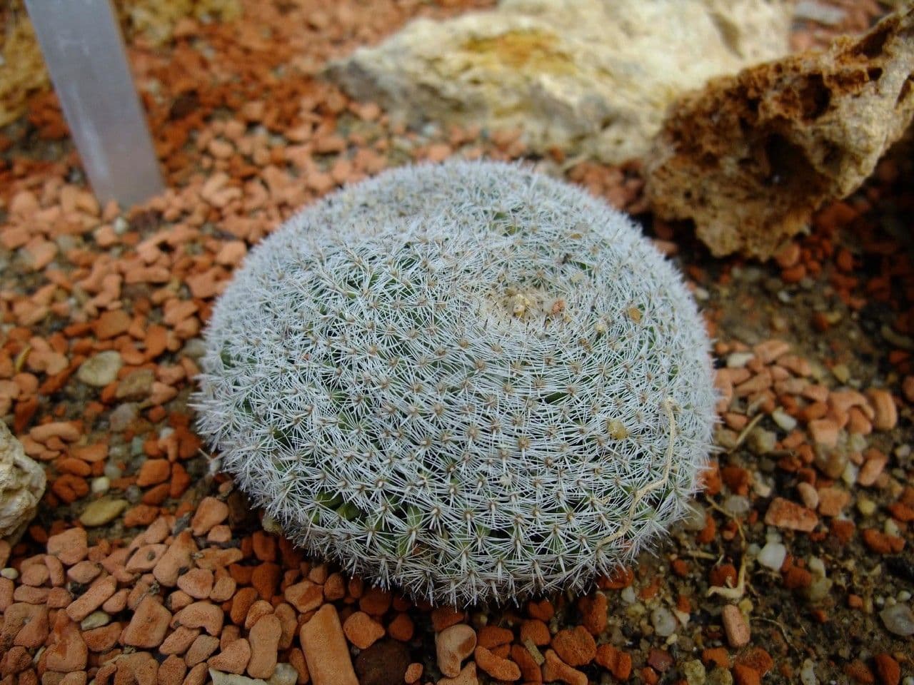 Cuscino della suocera 12