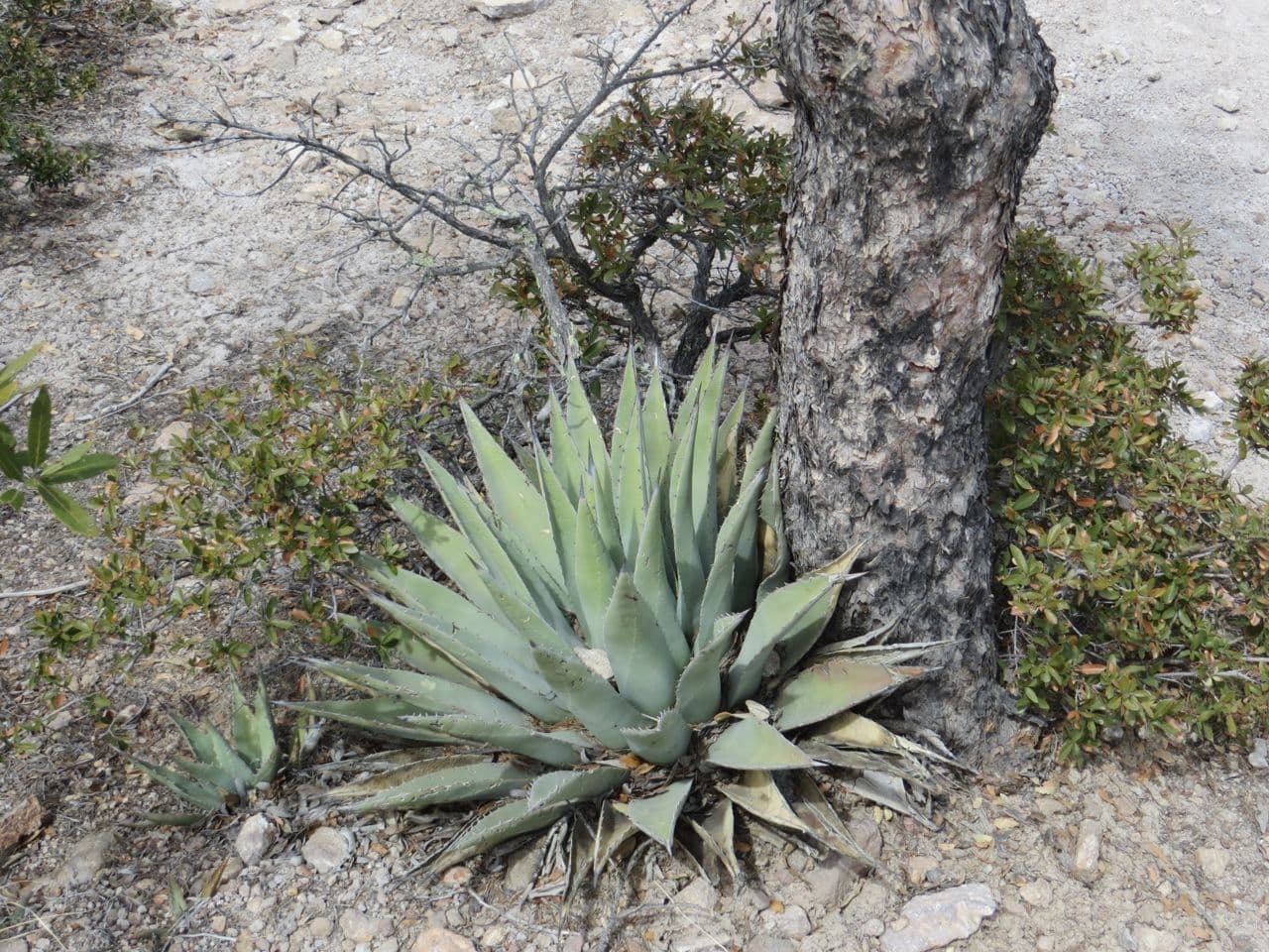Agave di Parry 5
