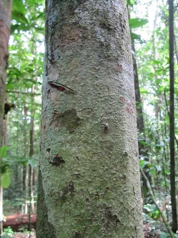 Macrolobium 4