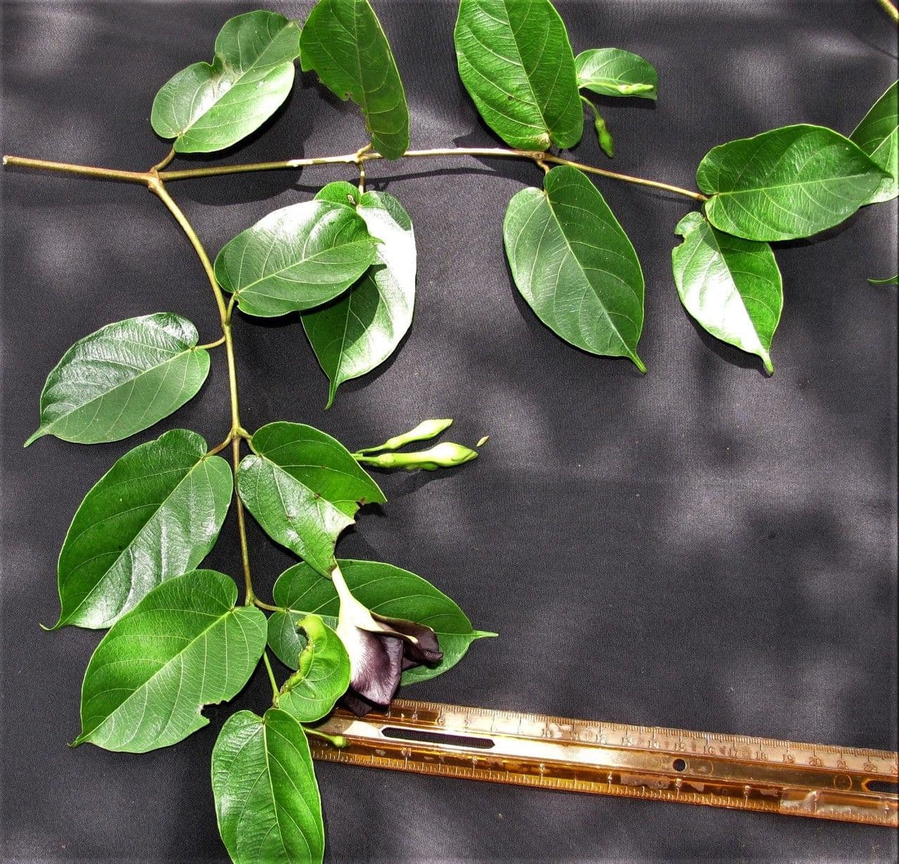 Mandevilla 6