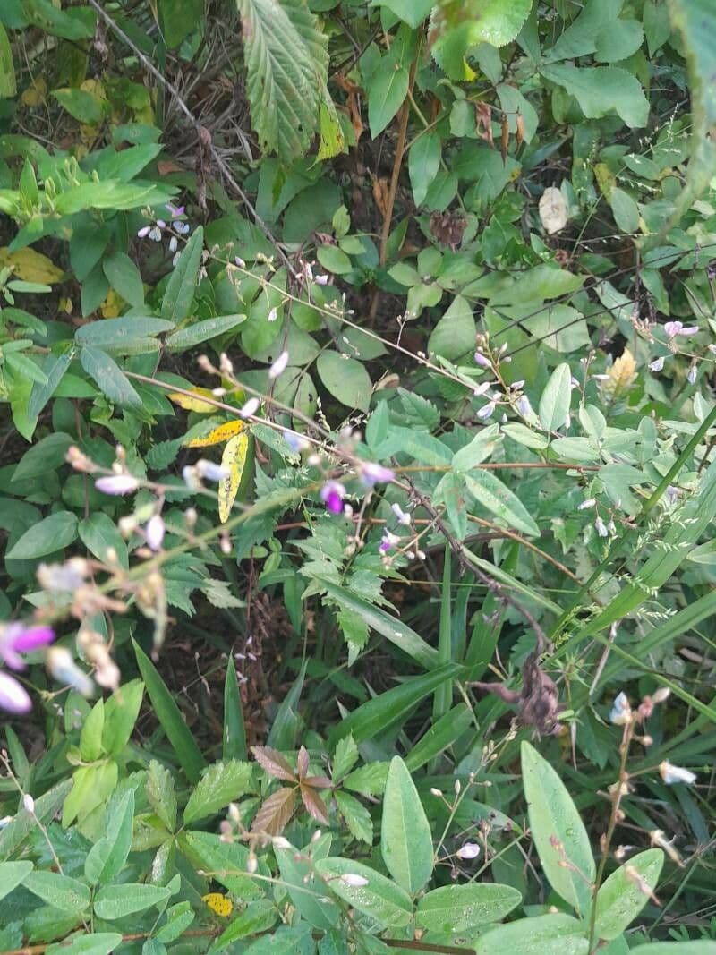 Desmodium paniculatum 19