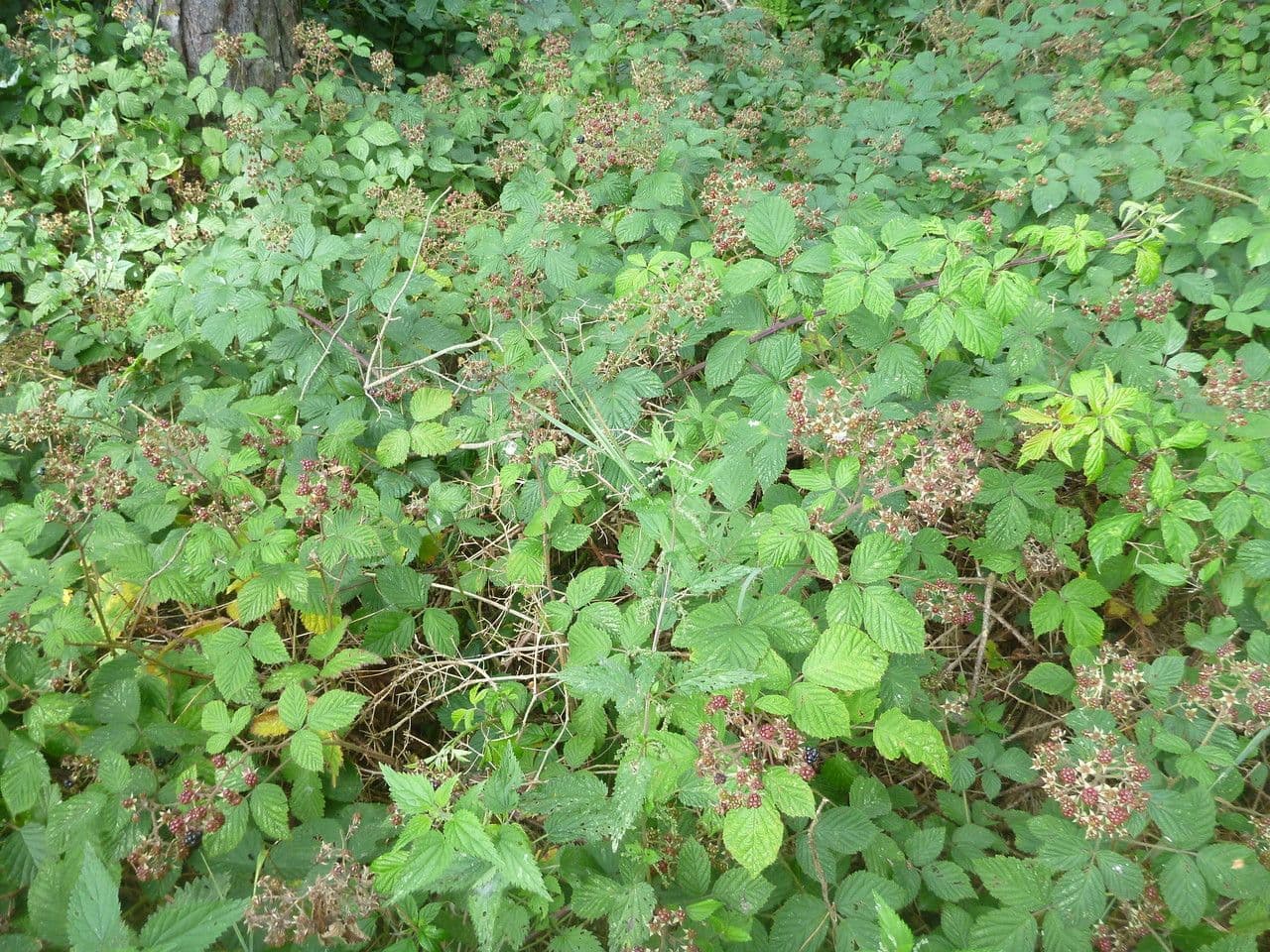 Rubus rudis 7