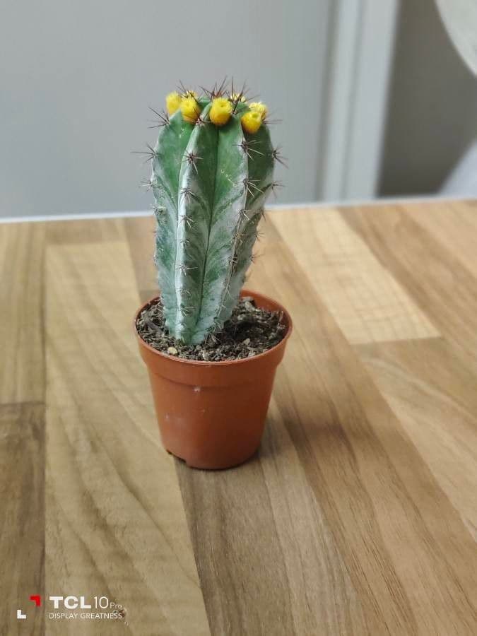 Polaskia