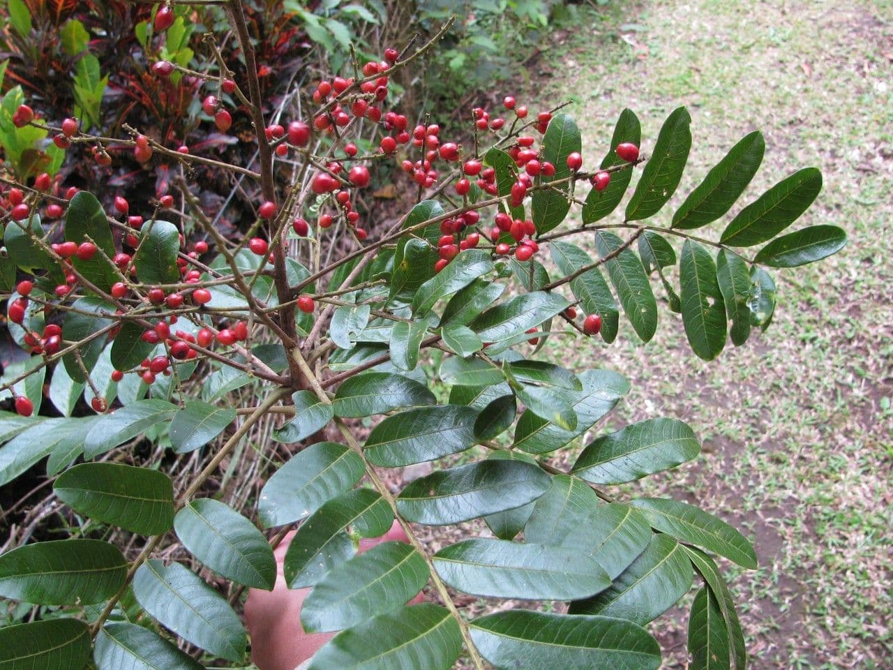 Mosquitoxylum 13