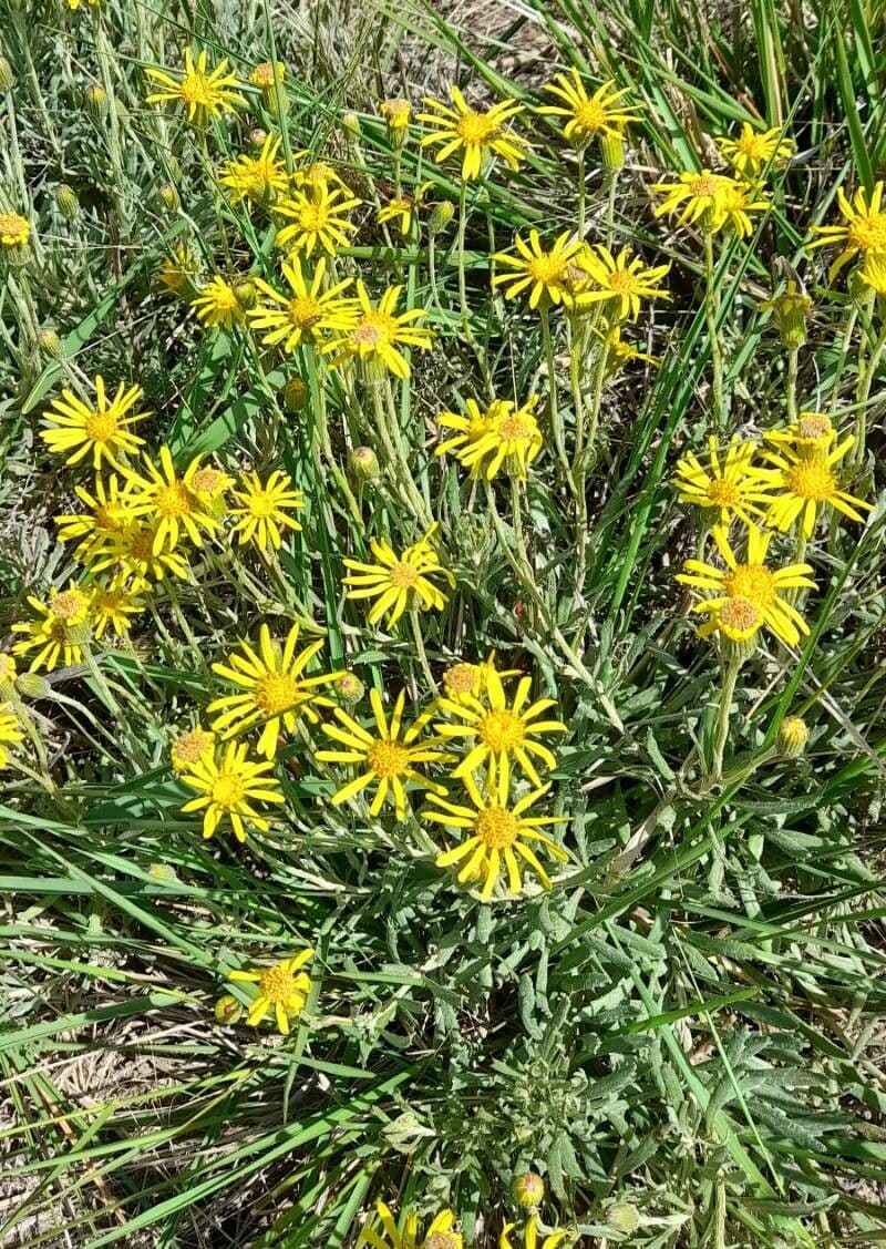Senecio 2