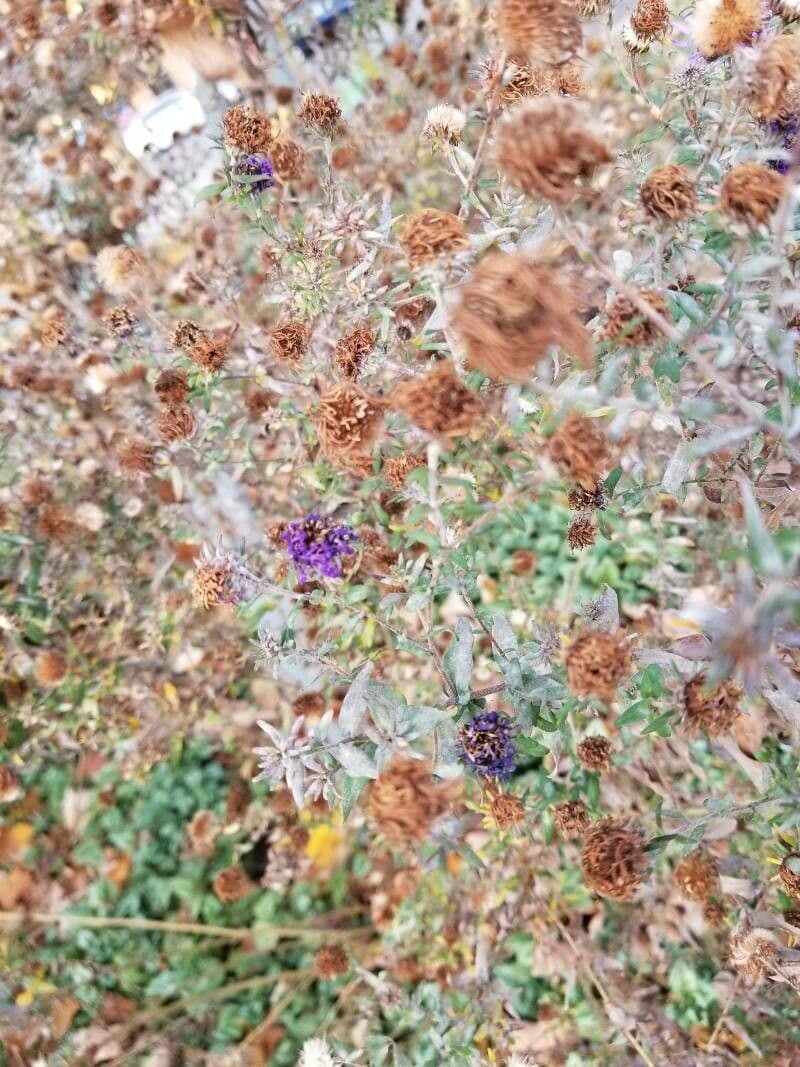 Monardella villosa 2