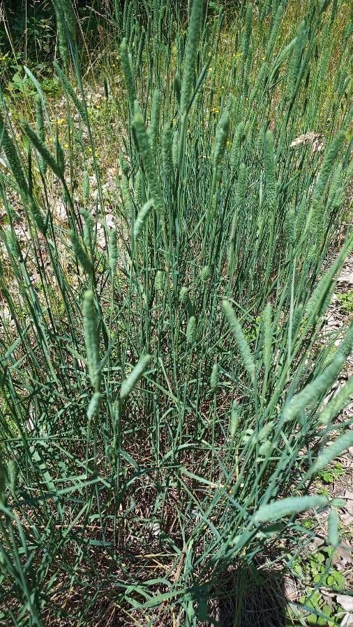 Codolina 19