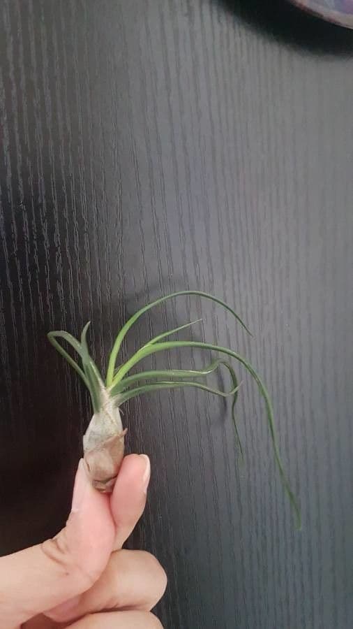 Tillandsia bulbosa 15