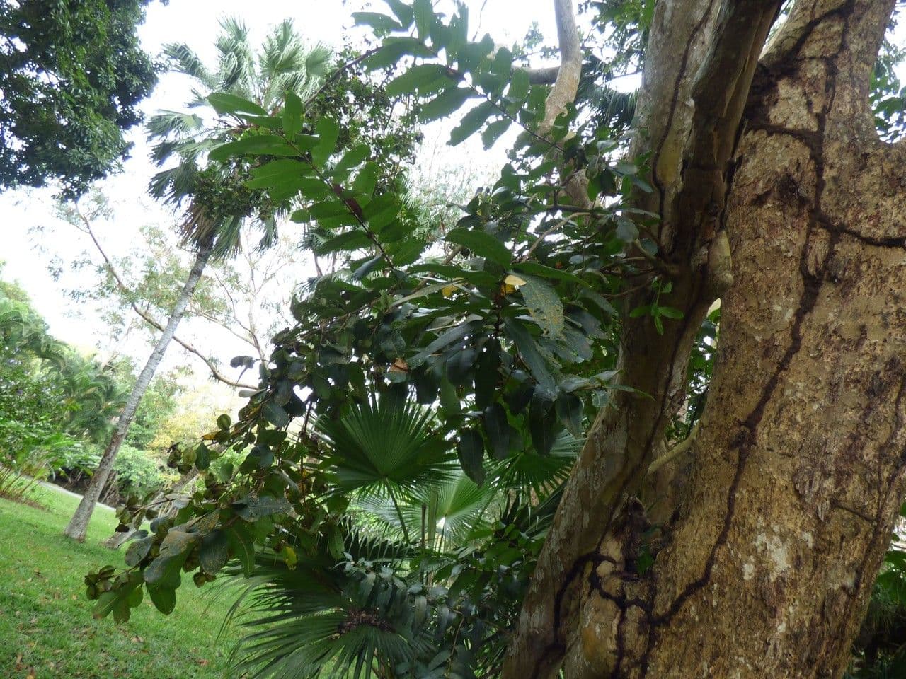 Terminalia arjuna 25