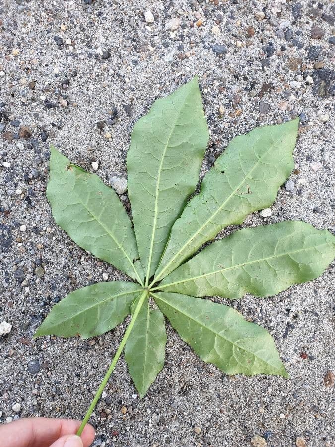 Schefflera digitata 3