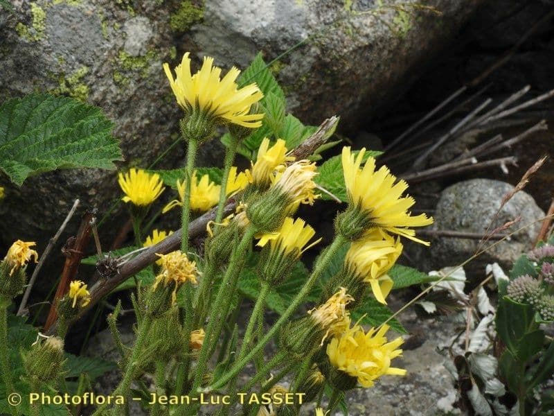 Sparviere 5