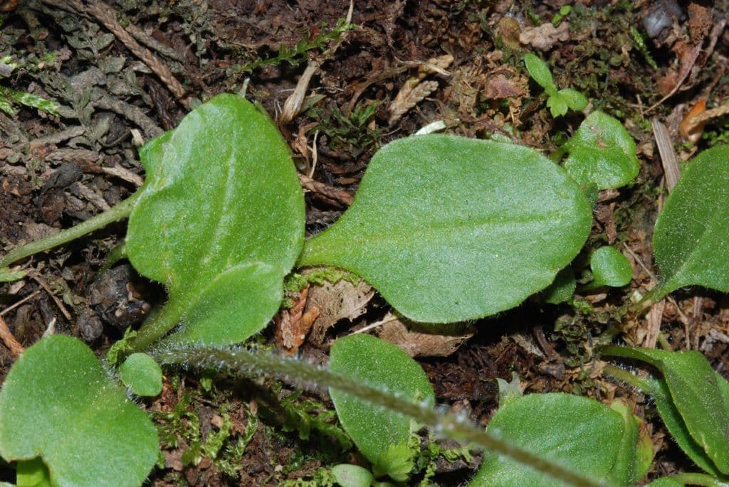Micranthes 8