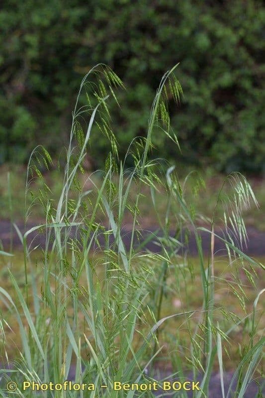 Bromus japonicus 7