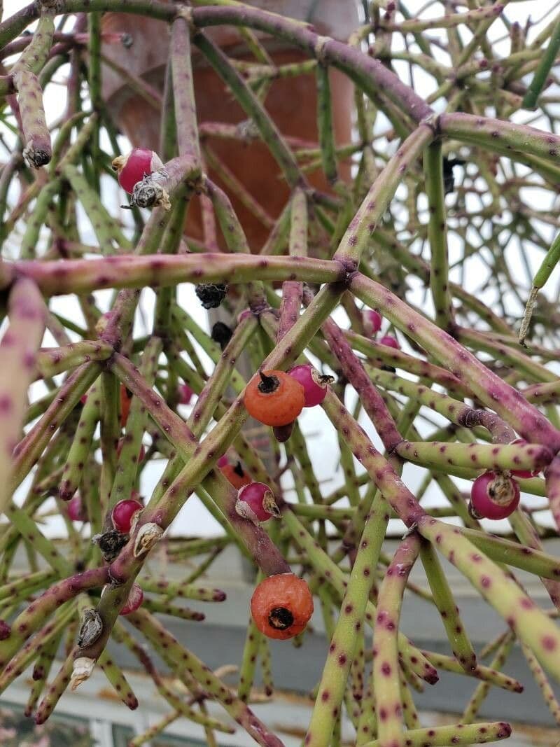 Rhipsalis