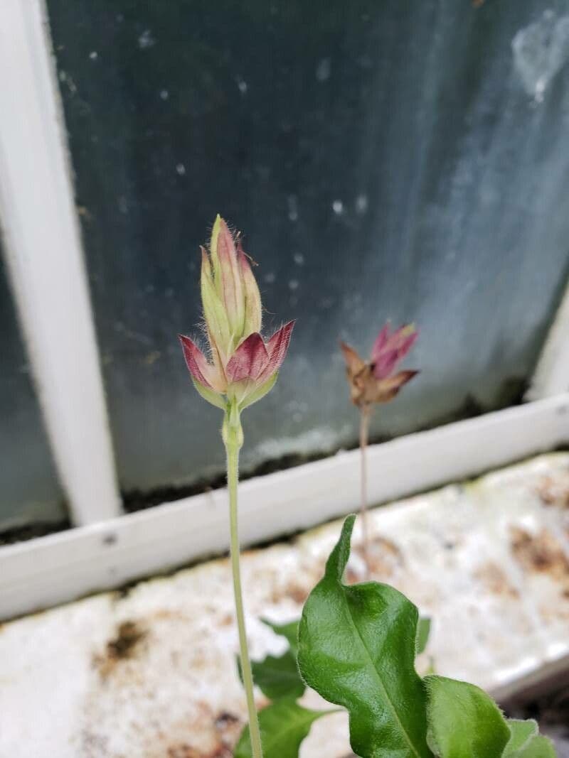 Crossandra 4