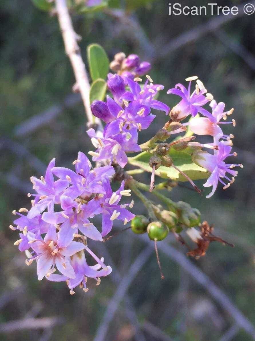 Ehretia rigida 3