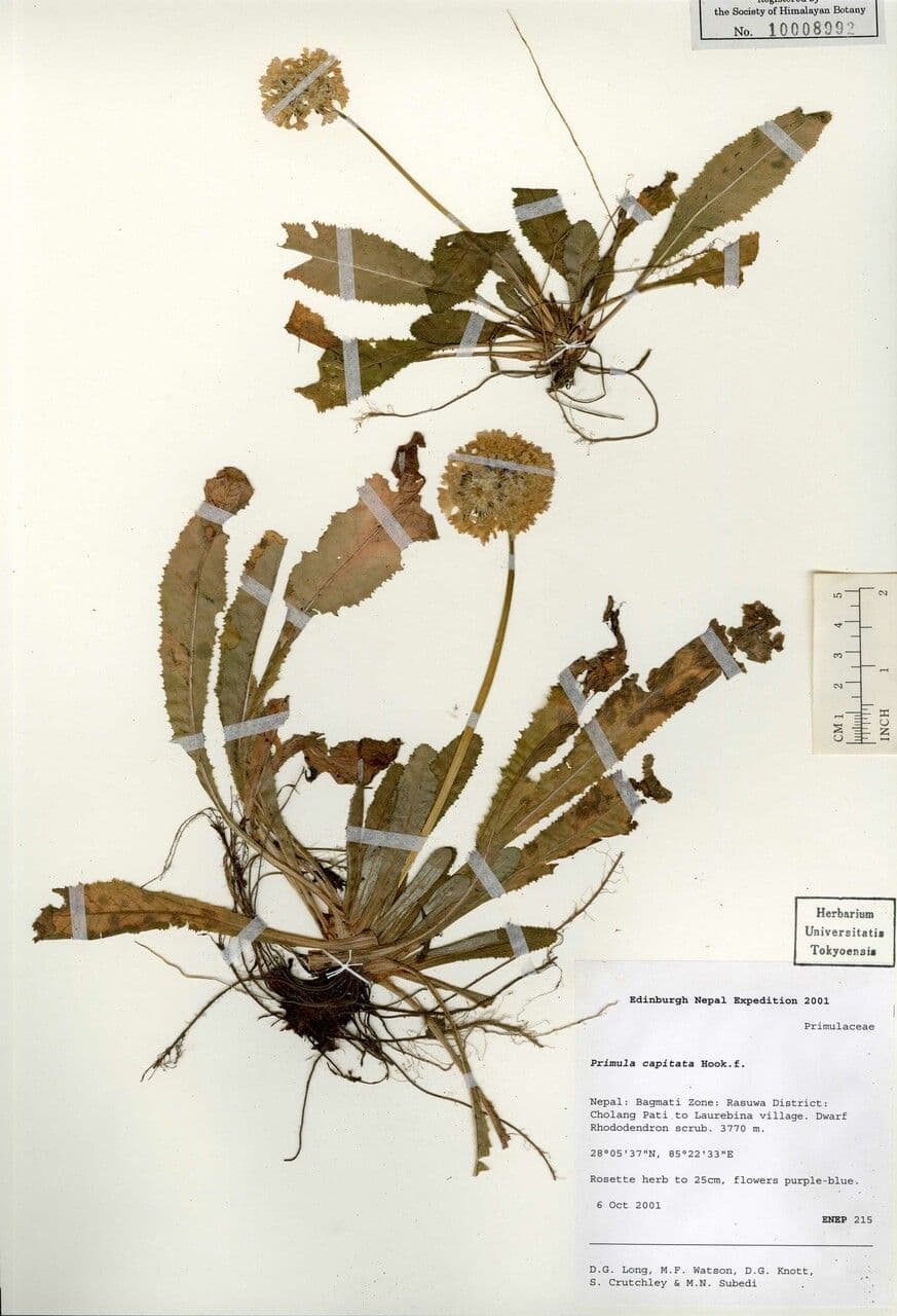 Primula 14