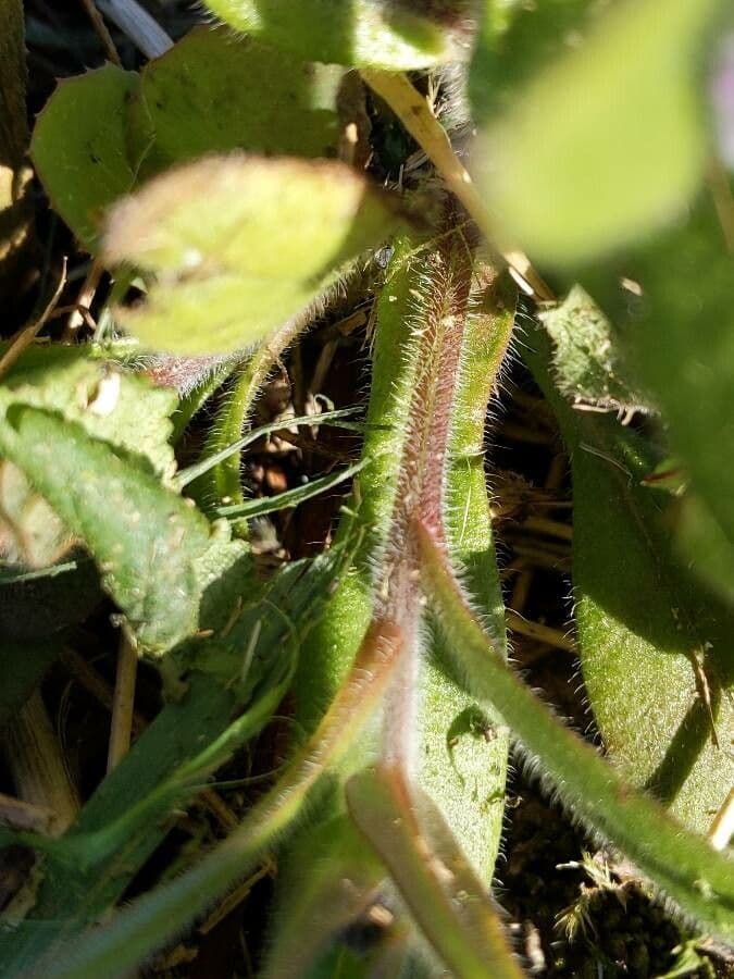 Miosotide ramosissima 24