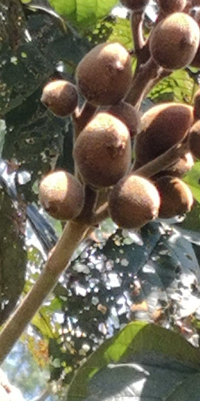 Markhamia 8