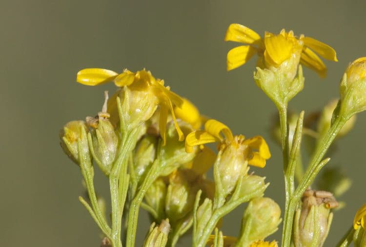 Amphiachyris dracunculoides 2