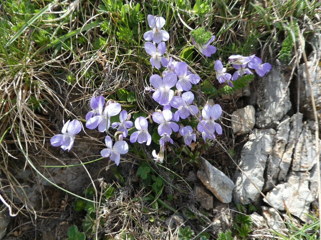 Viola rupestre 11