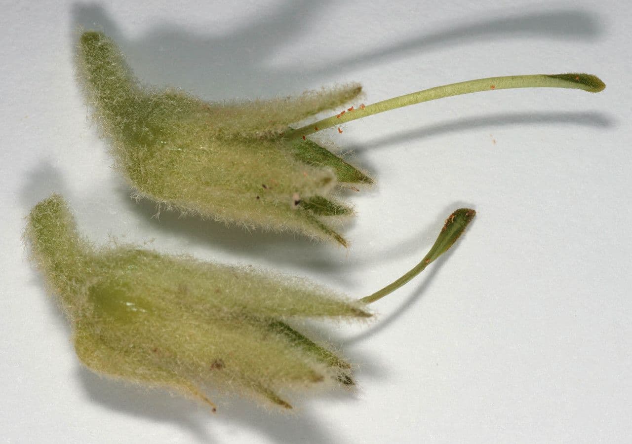 Verbasco phlomoides 5