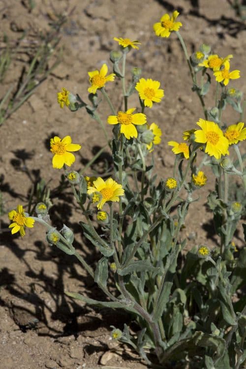 Monolopia lanceolata 9
