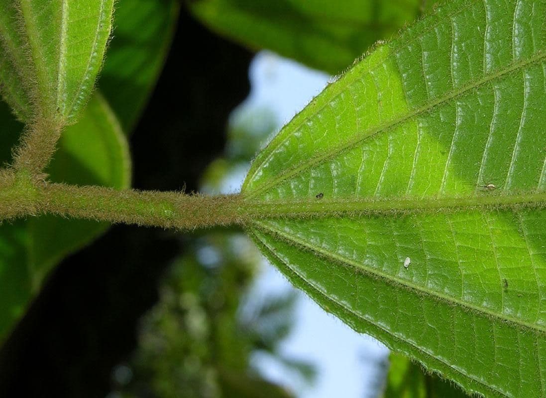Miconia 13