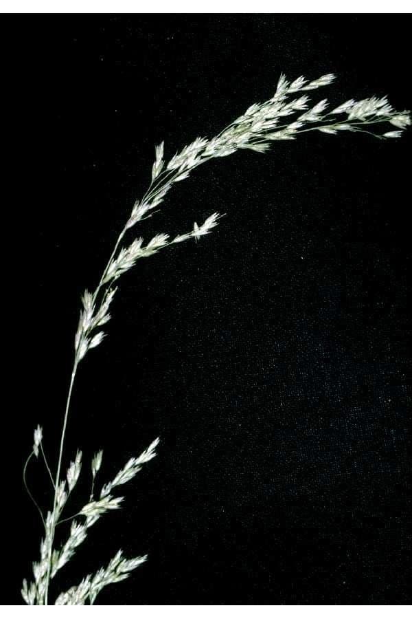 Cinna latifolia