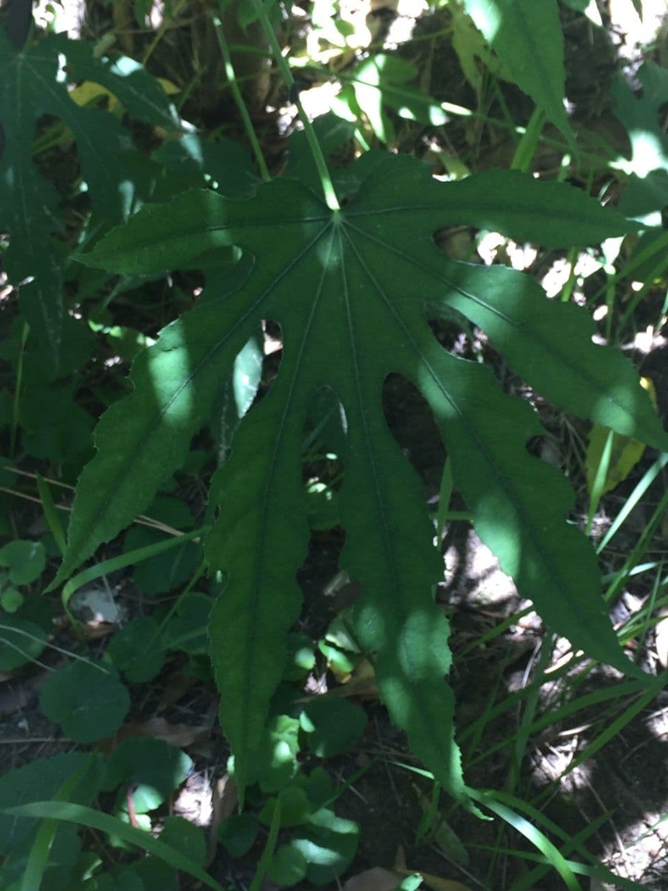 Fatsia 11