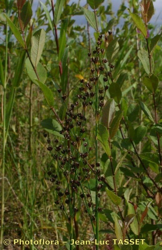Juncus anceps 6