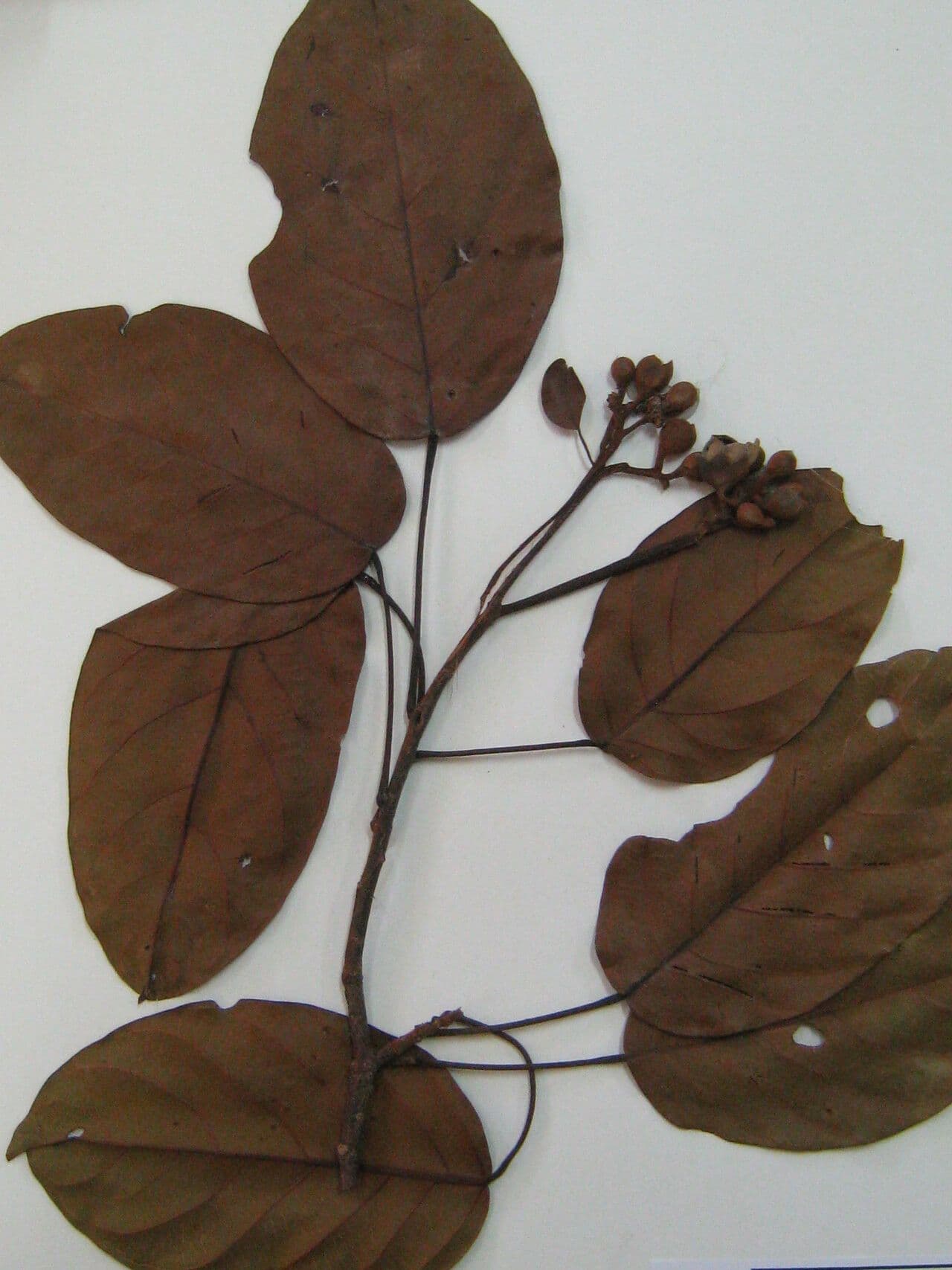 Huberodendron swietenioides