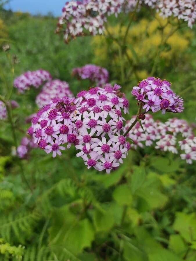 Pericallis 8