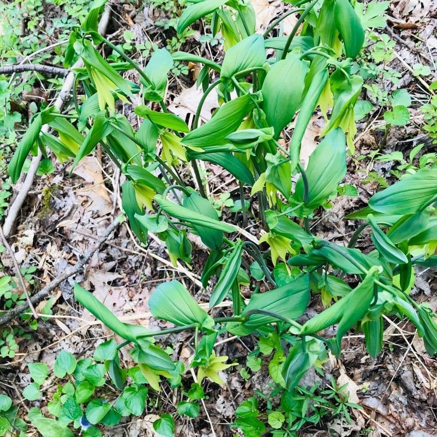 Uvularia grandiflora 14
