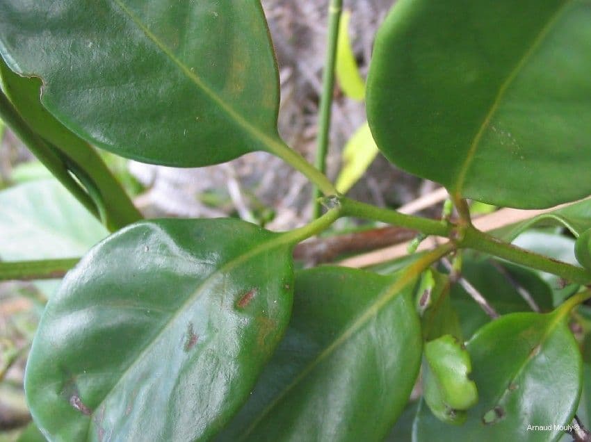 Cyclophyllum 2